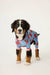 Dog wearing a blue holiday sweater with cocoa mug print and stripes on the arms and neck
